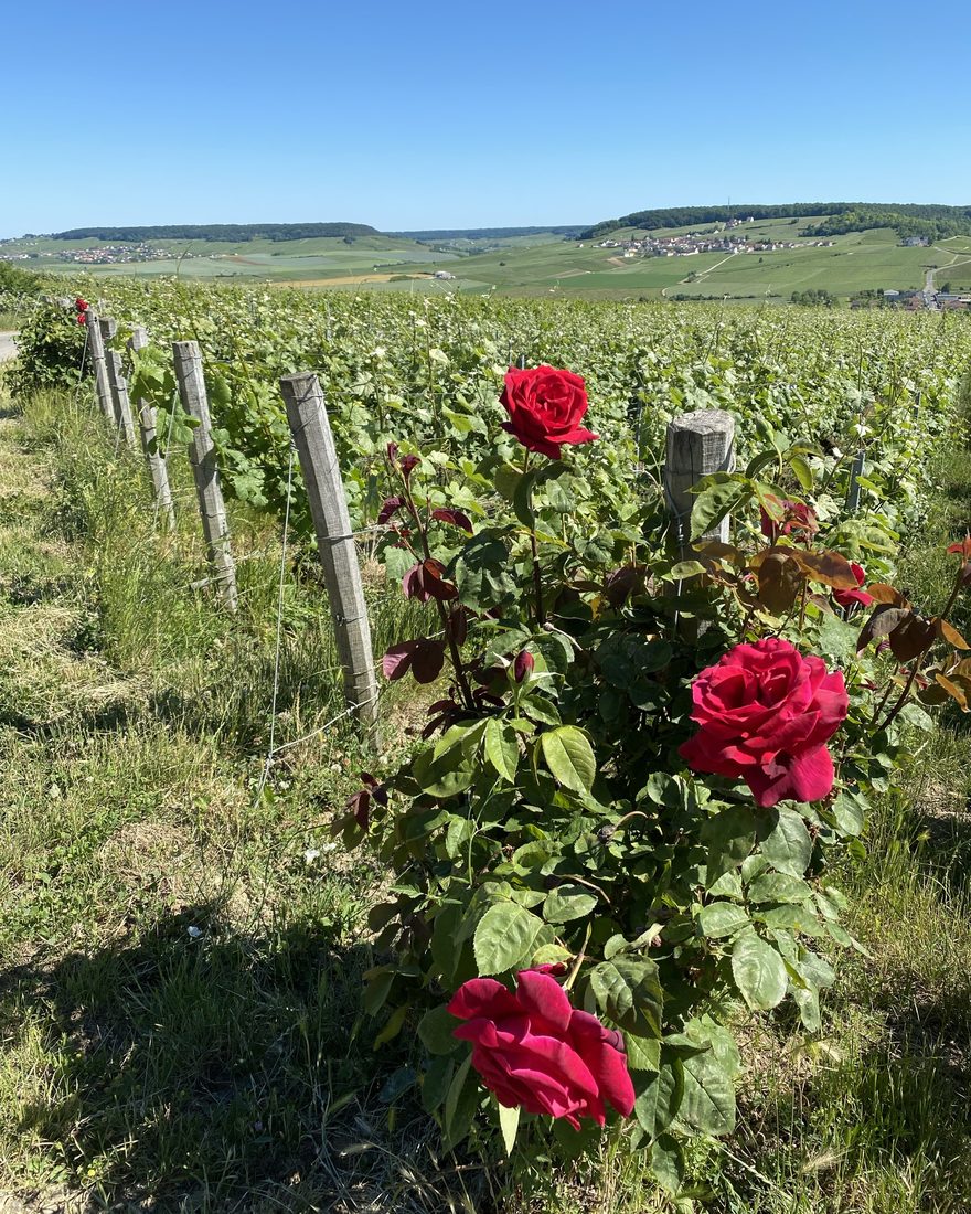 Rosiers en bout de rang dans les vignes du domaine, sur les coteaux sud d'Épernay