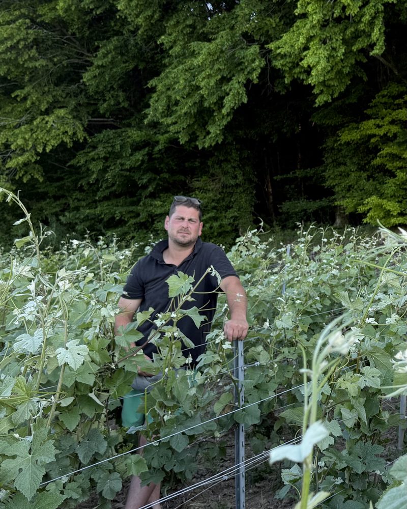 Thibaut, cinquième génération, au milieu des vignes