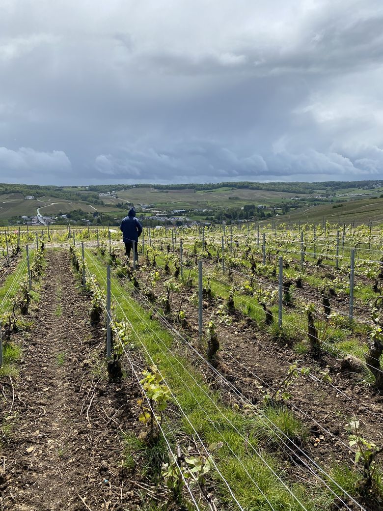 Vigneron dans les rangs de vigne enherbés, coteaux sud d'Épernay