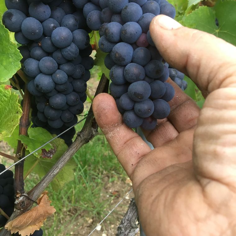 Grappes mûres tenues dans la main du vigneron, vendange manuelle