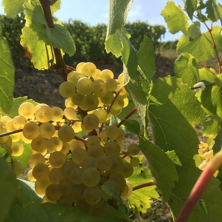 Grappes de Chardonnay dorées à contre-jour, à maturité