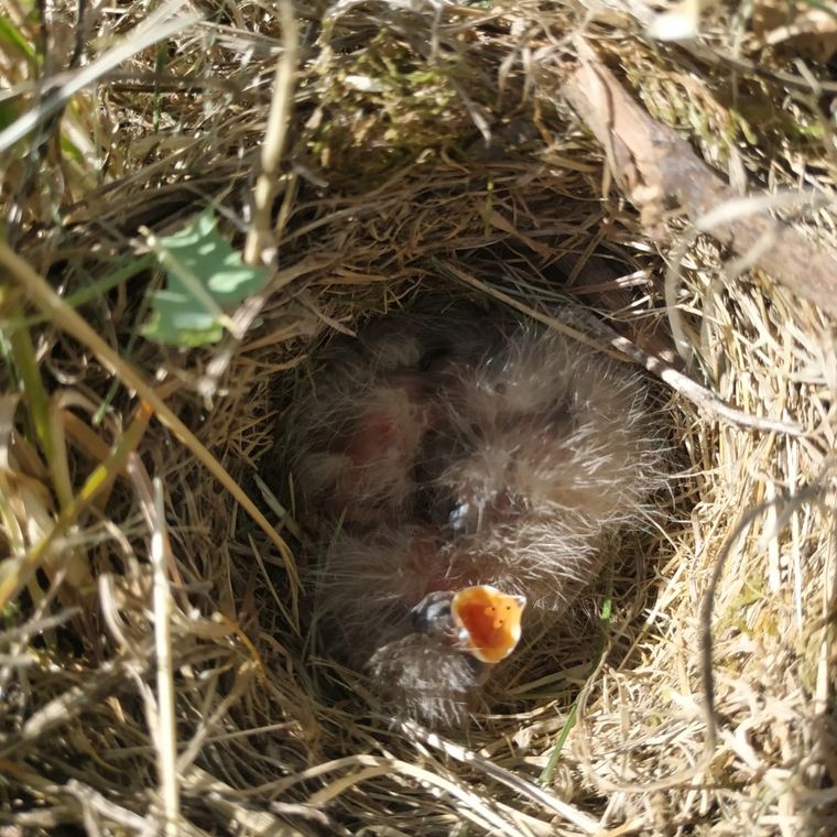 Nid d'oisillons niché dans l'herbe des rangs de vigne, biodiversité du vignoble